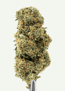 Cali Grape Indoor Premium USA